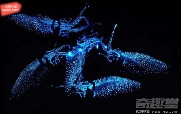 16种海底深处的神奇生物 鬼虾你见过吗？