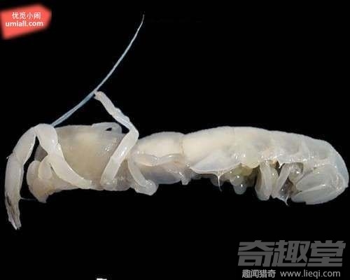 16种海底深处的神奇生物 鬼虾你见过吗？