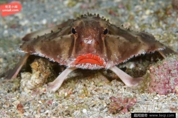 16种海底深处的神奇生物 鬼虾你见过吗？