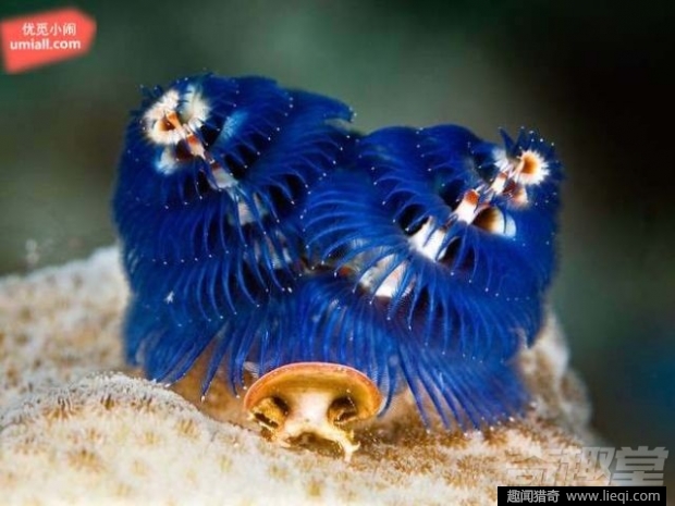 16种海底深处的神奇生物 鬼虾你见过吗？