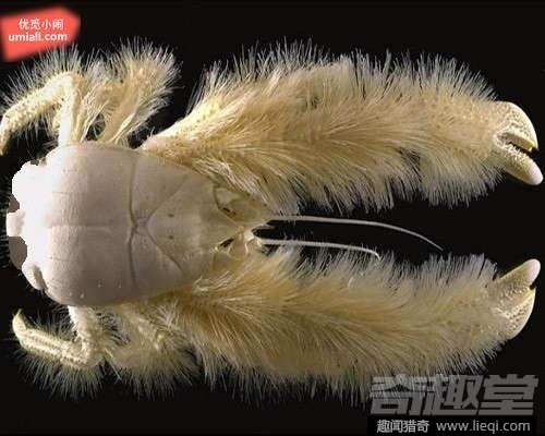 16种海底深处的神奇生物 鬼虾你见过吗？