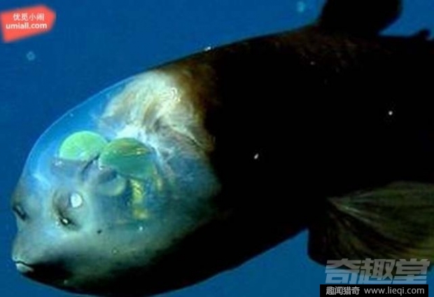 16种海底深处的神奇生物 鬼虾你见过吗？
