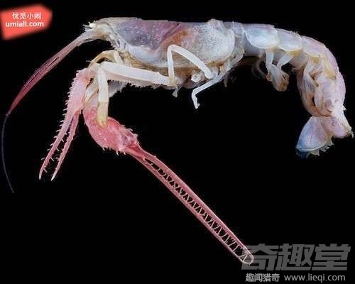 16种海底深处的神奇生物 鬼虾你见过吗？