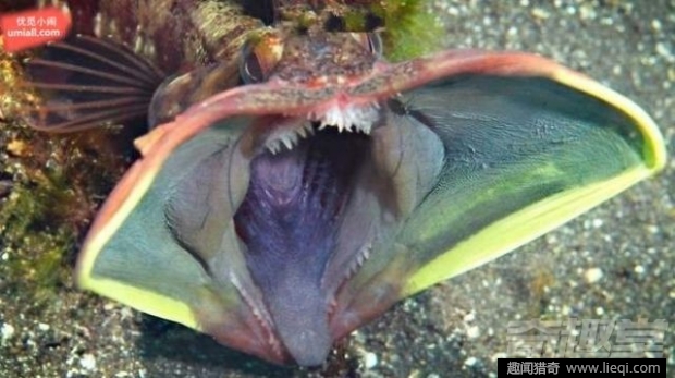16种海底深处的神奇生物 鬼虾你见过吗？