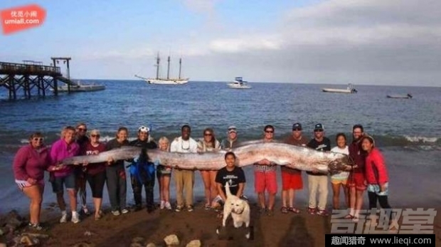 16种海底深处的神奇生物 鬼虾你见过吗？