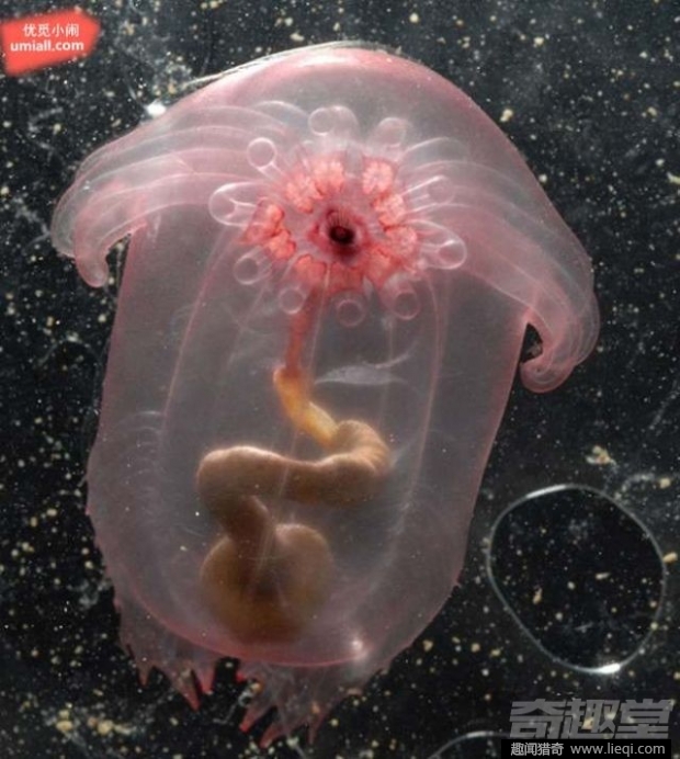 16种海底深处的神奇生物 鬼虾你见过吗？