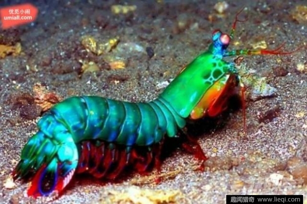 16种海底深处的神奇生物 鬼虾你见过吗？