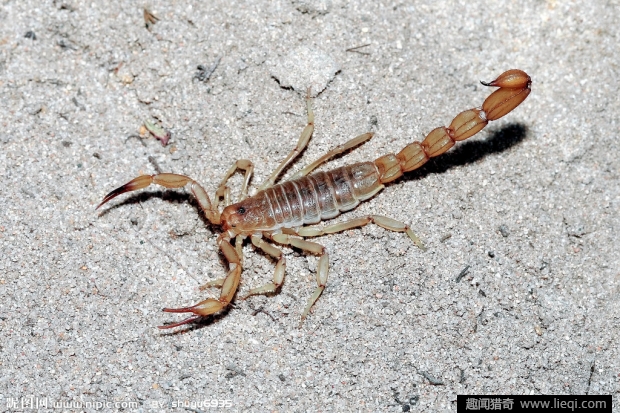 自然界致命10大毒蝎:"死神的朋友"