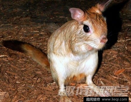 奇形怪状！10种身体不成比例的动物