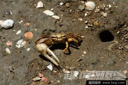 奇形怪状！10种身体不成比例的动物