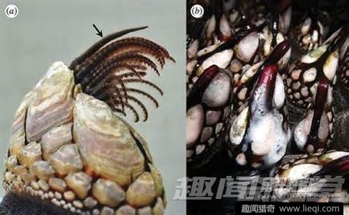 奇形怪状！10种身体不成比例的动物
