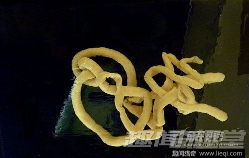 奇形怪状！10种身体不成比例的动物
