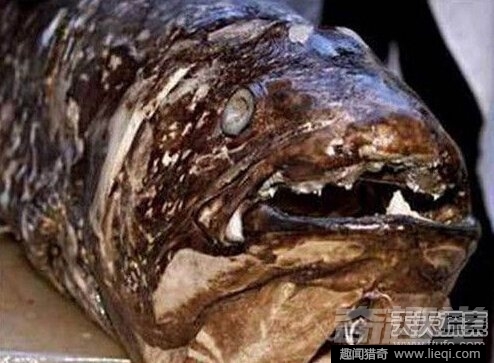 令人心惊胆战 15大传说中的海洋怪物