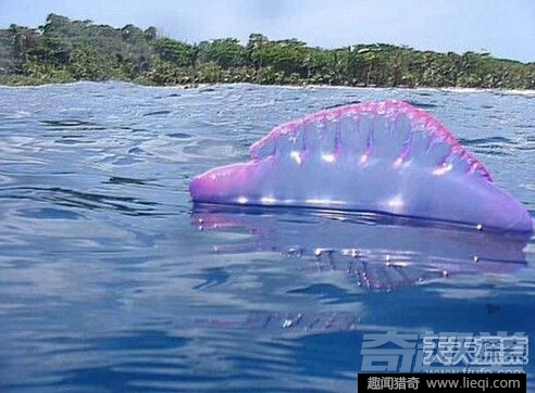 令人心惊胆战 15大传说中的海洋怪物