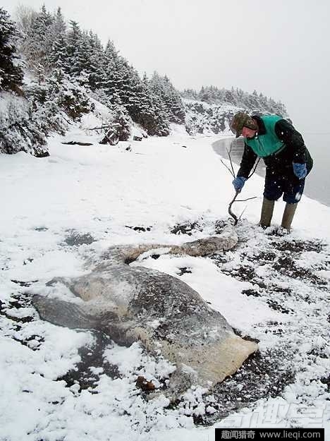 令人心惊胆战 15大传说中的海洋怪物