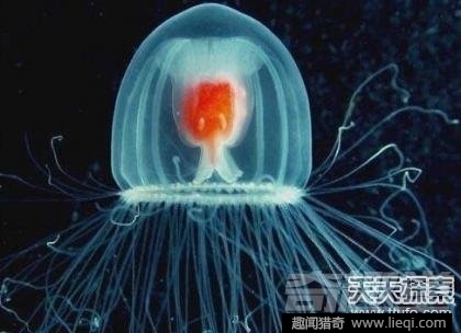 世界最长寿动物:不死怪物居然1550岁