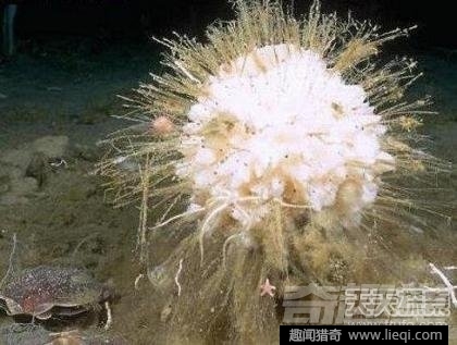 世界最长寿动物:不死怪物居然1550岁