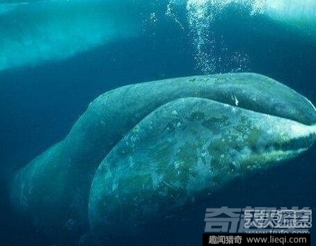 世界最长寿动物：不死怪物居然1550岁