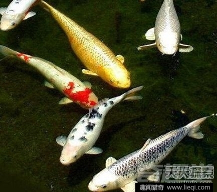 世界最长寿动物：不死怪物居然1550岁