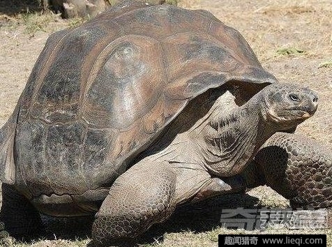 世界最长寿动物：不死怪物居然1550岁