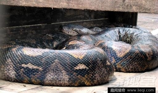 世界最长寿动物：不死怪物居然1550岁