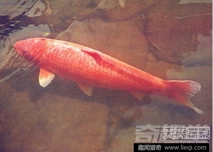 世界最长寿动物：不死怪物居然1550岁