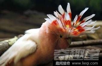 世界最长寿动物：不死怪物居然1550岁