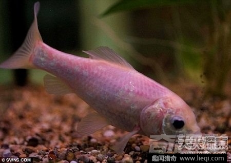 世界最长寿动物：不死怪物居然1550岁