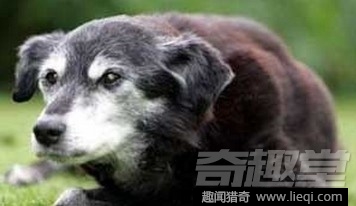 世界最长寿动物：不死怪物居然1550岁