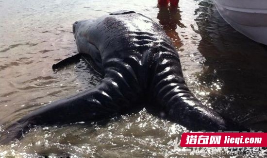 生物进化的奇葩:13种雌雄同体动物(19)_资讯速递 _光明网