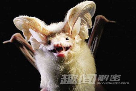 5.沙漠长耳蝠 蝎子是一种致命的动物,但是,在沙漠长耳蝠面前,却只能沦为后者的美餐。 一只沙漠长耳蝠从几米的高处扑向一只蝎子,试图咬住它的头部。作为报复,蝎子直接将螫刺扎向蝙蝠面部。蝙蝠会做出怎样的反应?令人意想不到的是,它竟然直接展开攻击,咬死蝎子,带回洞里美餐一顿,即便是它自己已被可怕的巴勒斯坦黄蝎子的螫刺蜇了一下。