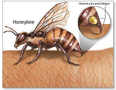 动物自杀的六大神秘原因(6)