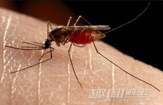 盘点世界上八大饥渴吸血鬼动物(3)