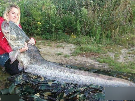 修炼成精 盘点世界十大巨型惊人水怪(4)