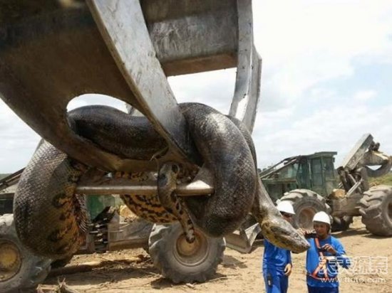 巴西工人发现巨蛇 没想到专家都表示称奇!(2)