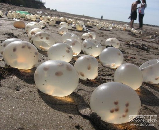 阿根廷海滩现大批透明小球 疑似异形卵(2)