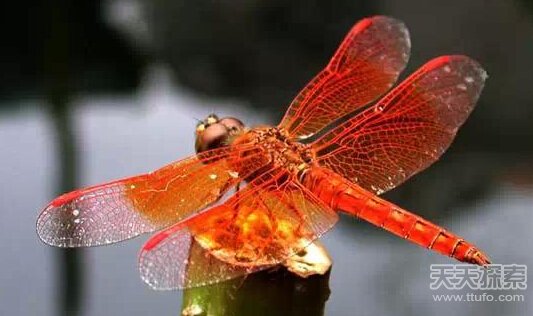 地球上那些速度最快动物 人类弱爆了(7)