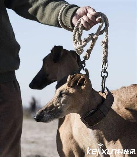 灵缇犬的命运 一只西班牙竞速犬的一生(4)