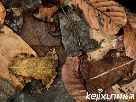 世界上最酷的十种青蛙 神情酷似霸道总裁!(4)