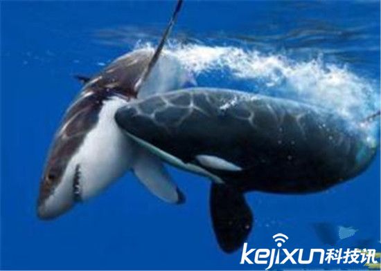食人鱼大战巨齿鲨 动物世界致命杀手盘点(5)