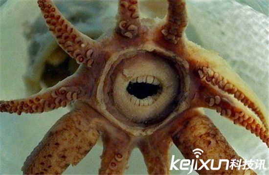 全球十大最毒动物与全球十大最丑动物大PK﹗