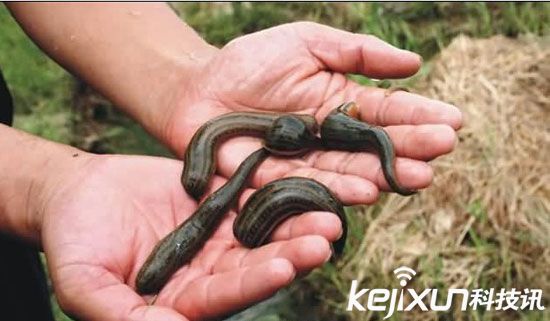 全球十大最嗜血恐怖动物排行榜 吸血虫专吃人