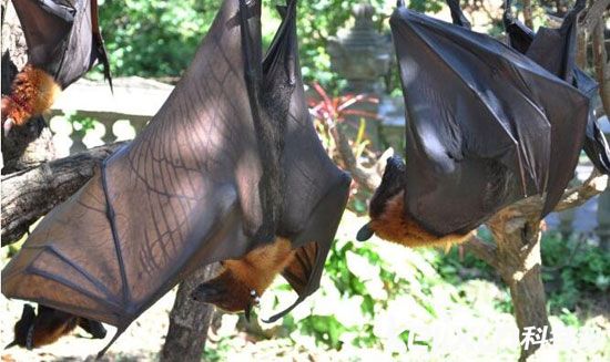 十大神秘生物具备超自然能力 不信你看!(2)_资讯速递 _光明网