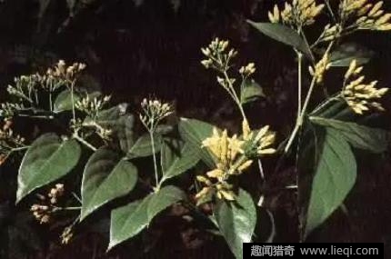 何为九大仙草 eca86bd9dc5018b916c933.jpg