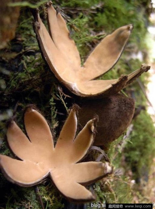 魔菇种类 eca86bd9dc5018b9183563.jpg