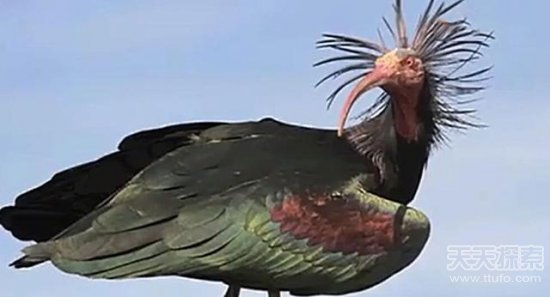 世界最稀有25种动物 排在第一名的竟是它(22)