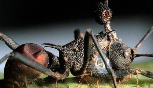 僵尸病毒真的存在 早已在动物当中传播(2)