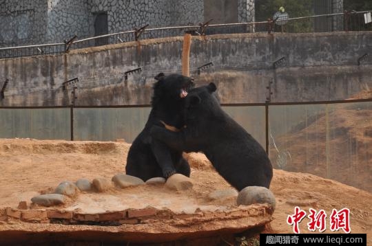 云南一村民养宠物狗 2年后发现是黑熊(2)