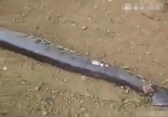 7米大蟒蛇被捕 解剖之后令人头皮发麻(4)_资讯
