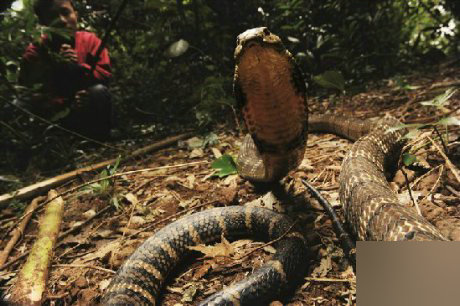 蛇是怎么挖洞的 eca86bd9dc5018d6077e53.jpg